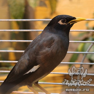 Обыкновенная майна (Acridotheres tristis)