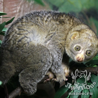 Потто (Perodicticus potto)
