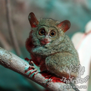 Долгопят (Tarsius)
