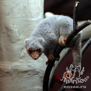 Пятнистый кускус (Spilocuscus maculatus)