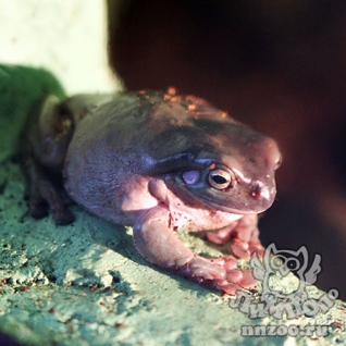 Австралийская голубая квакша (Litoria caerulea)