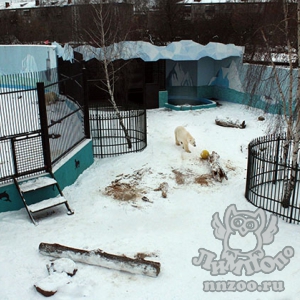 Нижегородский зоопарк «Лимпопо»: опыт содержания белых медведей