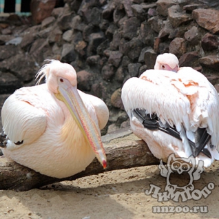 Розовый пеликан (Pelecanus onocrotalus)