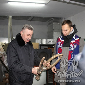 Главный тренер ХК «Торпедо» приехал в нижегородский зоопарк «Лимпопо» к живому символу хоккейного клуба