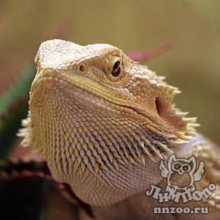 Бородатая агама (Pogona vitticeps)
