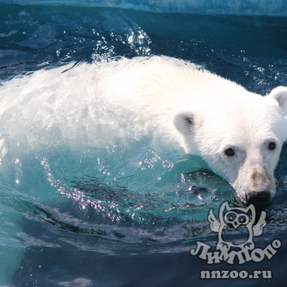 Белый медведь (Ursus maritimus)