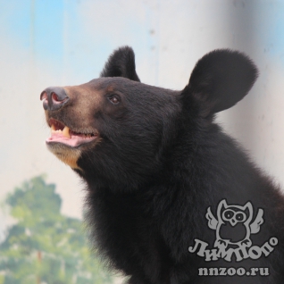 Гималайский медведь (Ursus thibetanus)