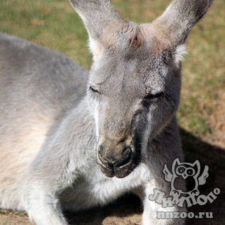 Гигантский серый кенгуру (Macropus giganteus)