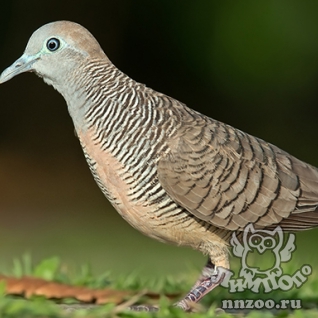 Полосатая горлица (Geopelia striata)
