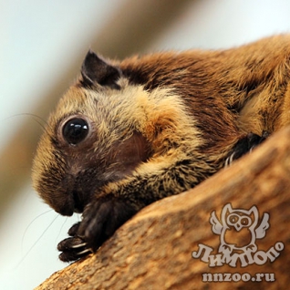 Индийская гигантская белка (Ratufa indica)