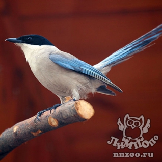Голубая сорока (Cyanopica cyana)