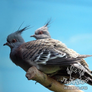Хохлатый бронзовокрылый голубь (Ocyphaps lophotes)