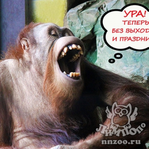 Зоопарк «Лимпопо» перешел на летний режим работы!