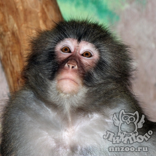 Японский макак (Macaca fuscata)