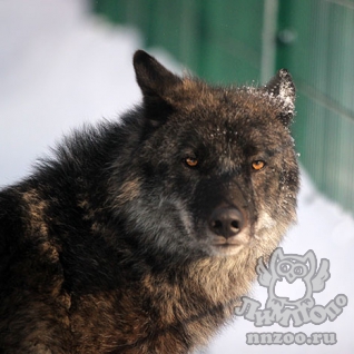 Волк канадский (Canis lupus pambasileus)