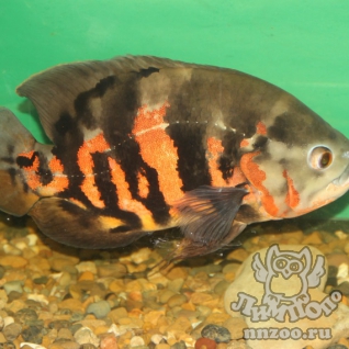 Астронотус (Astronotus ocellatus)