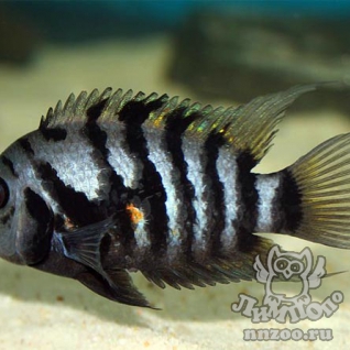 Цихлазома чернополосая (Cichlasoma nigrofasciatum)