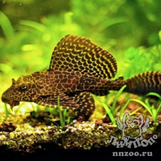 Парчовый птеригоплихт (Pterygoplichthys gibbiceps)
