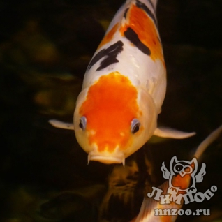 Карп кои (Cyprinus carpio haematopterus )