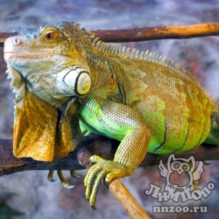 Игуана зелёная (обыкновенная) (Iguana iguana)