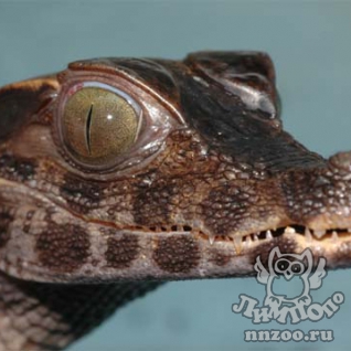 Гладколобый кайман Шнайдера (Paleosuchus trigonatus)