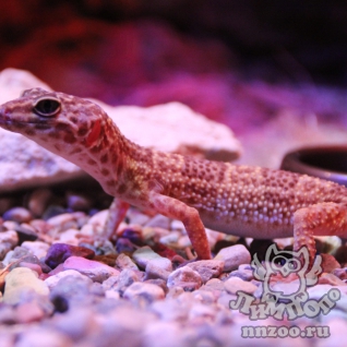 Эублефар пятнистый (Eublepharis macularius)