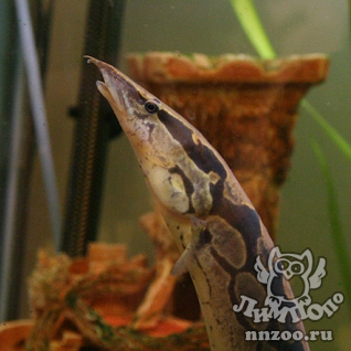 Мастацембел панцирный (Mastacembelus armatus)