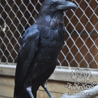 Ворон обыкновенный (Corvus corax)