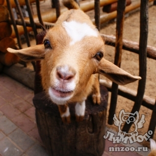 Камерунская коза (Capra hircus)