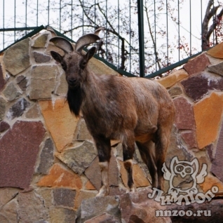 Винторогий козел (Capra falconeri heptneri)