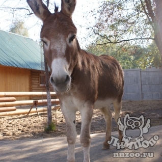 Домашний осел (Equus asinus dom)