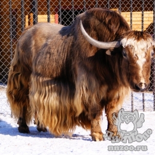 Як (Bos mutus)