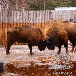 Зубр (Bison bonasus)