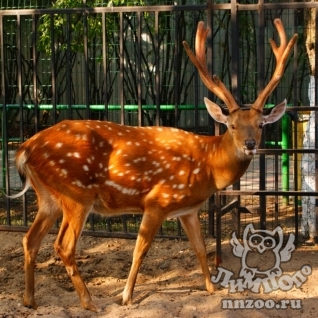 Пятнистый олень (Cervus nippon)