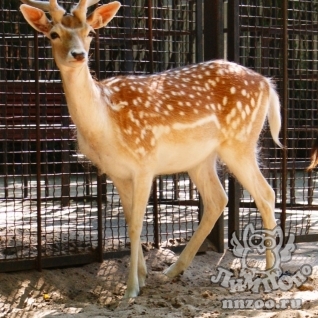 Европейская лань (Dama (Cervus) dama)