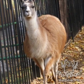 Лама (Lama glama)
