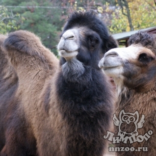 Двугорбый верблюд (Camelus bactrianus) (ferus)