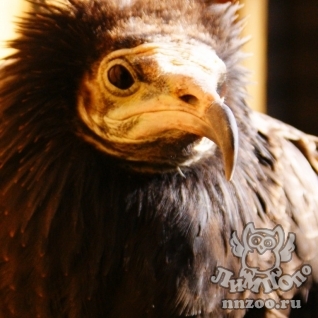 Стервятник (Neophron percnopterus)