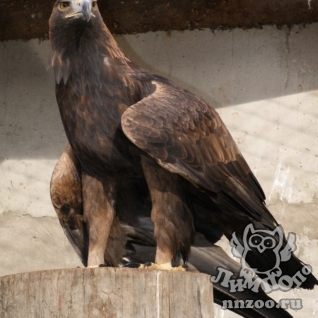 Беркут (Aquila chrysaetos)