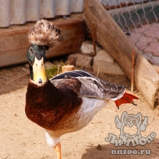 Хохлатая утка (Lophonetta specularioides)