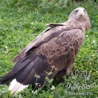 Орлан-белохвост (Haliaeetus albicilla)