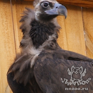 Чёрный гриф (Aegypius monachus)