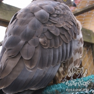 Осоед (Pernis apivorus)