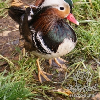 Мандаринка (Aix galericulata)