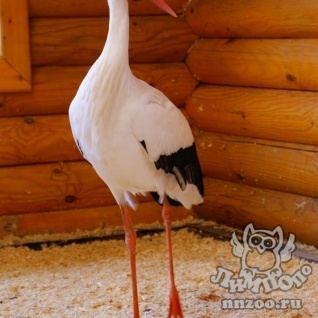 Белый аист (Ciconia ciconia)