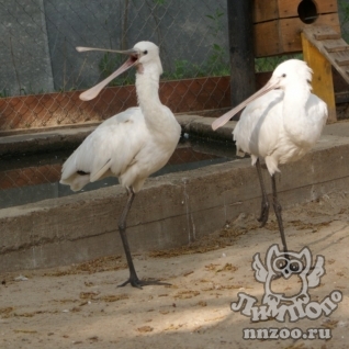 Колпица (Platalea leucorodia)