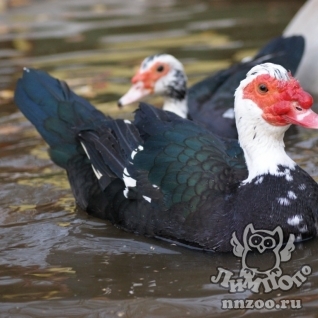 Домашняя мускусная утка (Cairina moschata var. dom.)