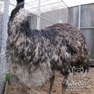 Эму (Dromaius novaehollandiae)