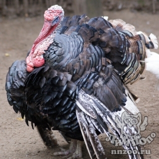 Индейка обыкновенная (Meleagris gallopavo)