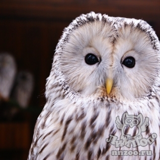 Длиннохвостая неясыть (Strix uralensis)